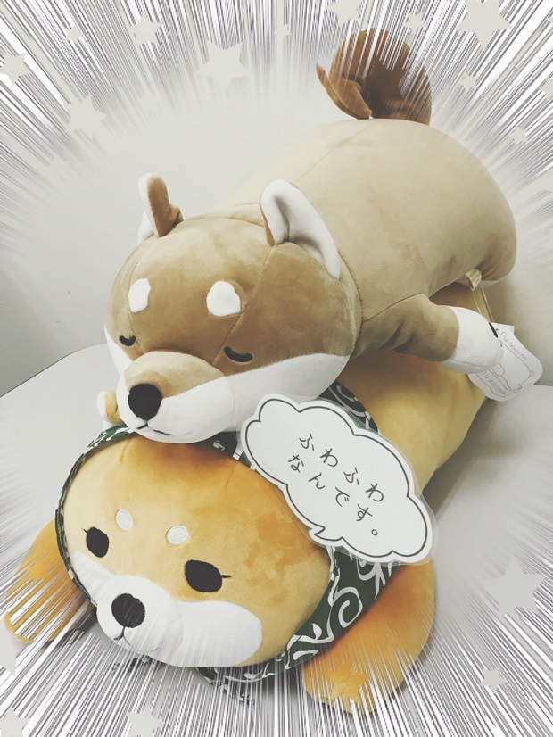 image2.20171120柴犬ｸｯｼｮﾝ.jpg